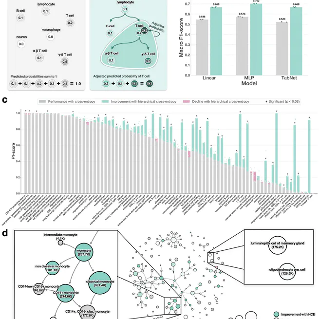 Hierarchical cross-entropy loss improves atlas-scale single-cell annotation models